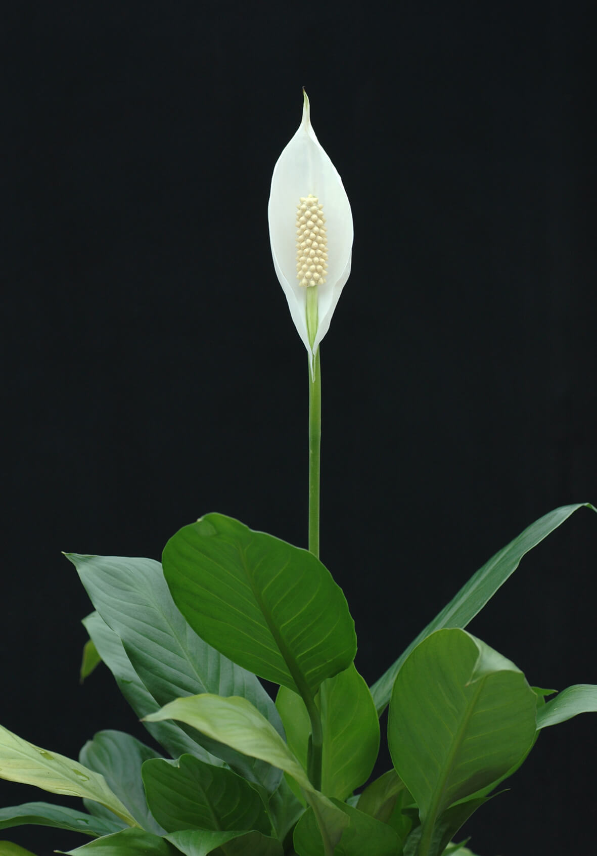 Spathiphyllum-01-june-2020.jpg