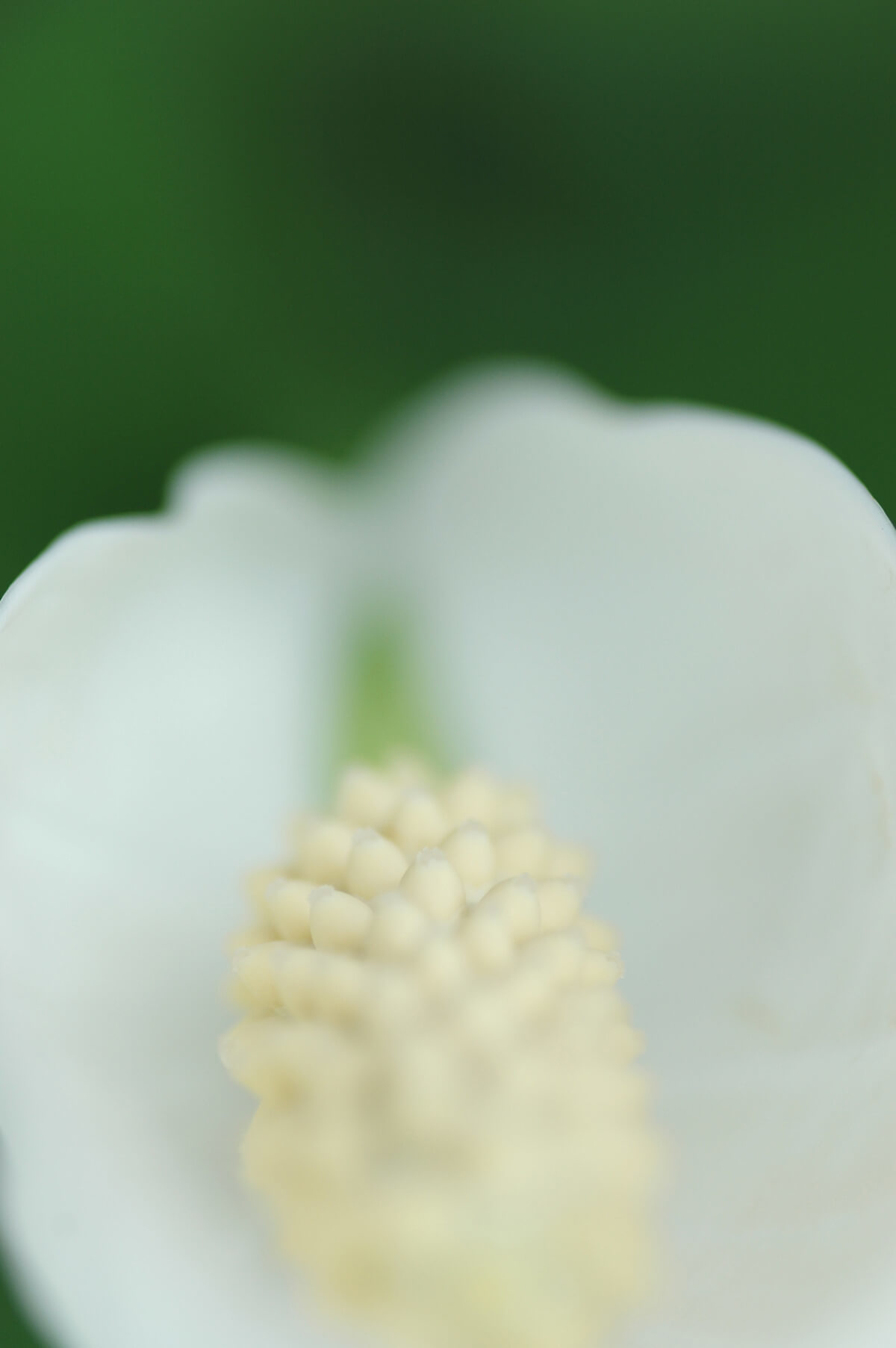 Spathiphyllum-02-june-2020.jpg
