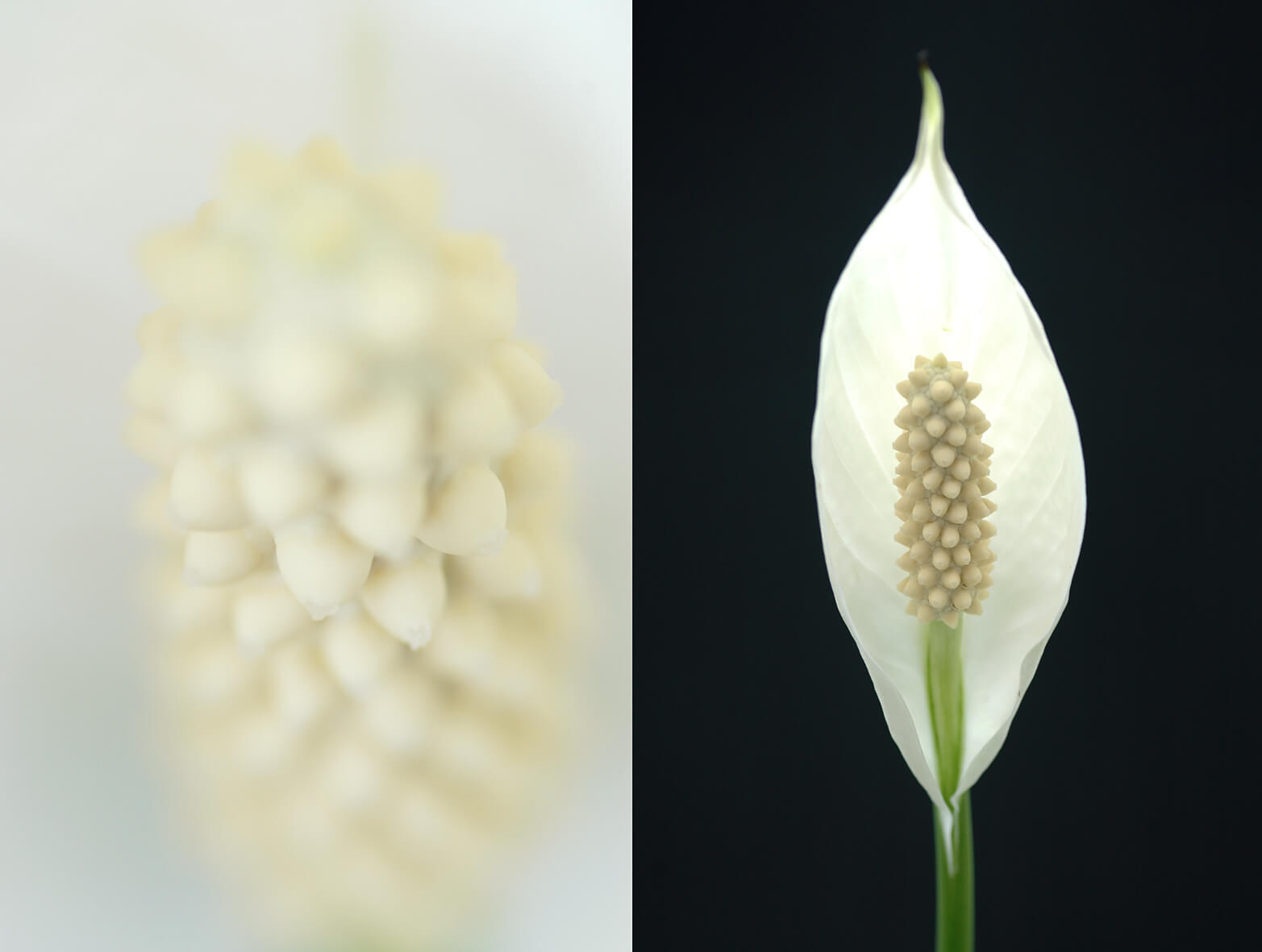 Spathiphyllum-05-june-2020.jpg