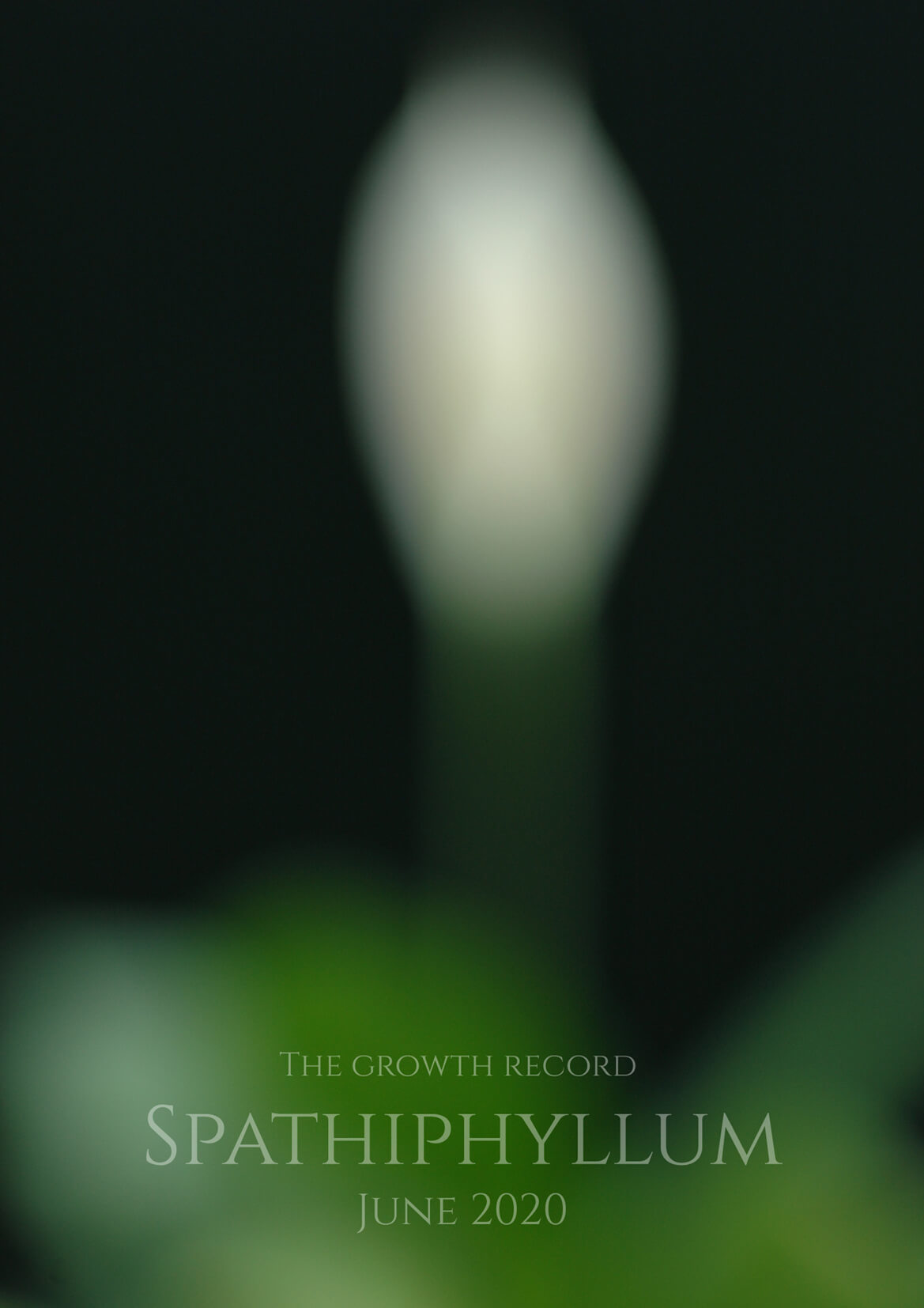 Spathiphyllum-07-june-2020.jpg