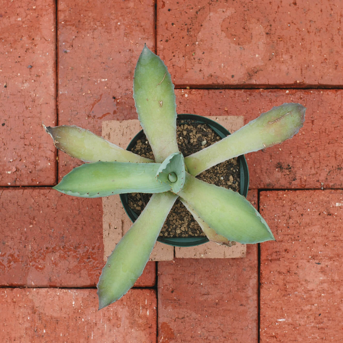 agave-seemanniana-may-2020-2.jpg