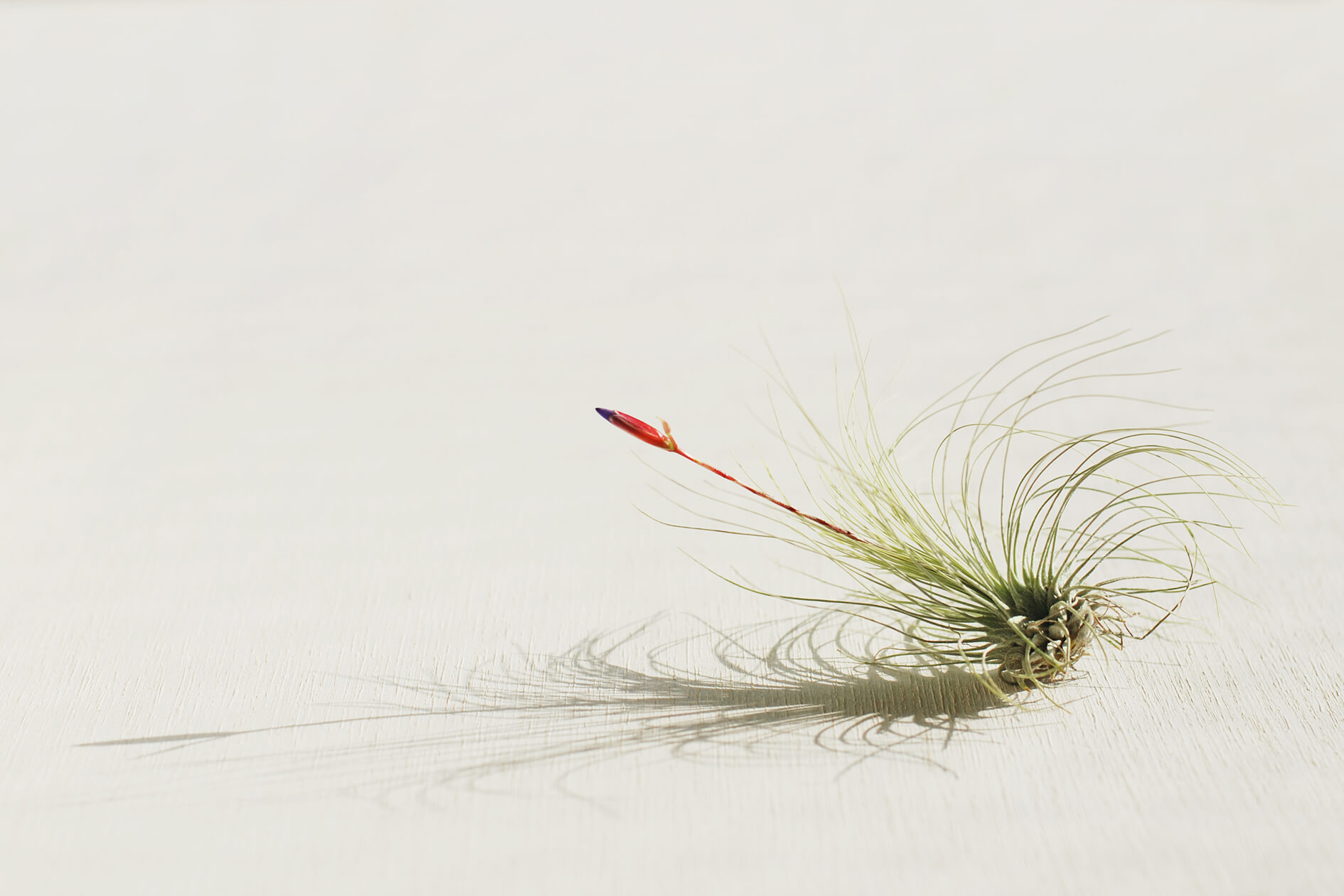 air-plant-Tillandsia-fuchsii-1-apr.2019.jpg