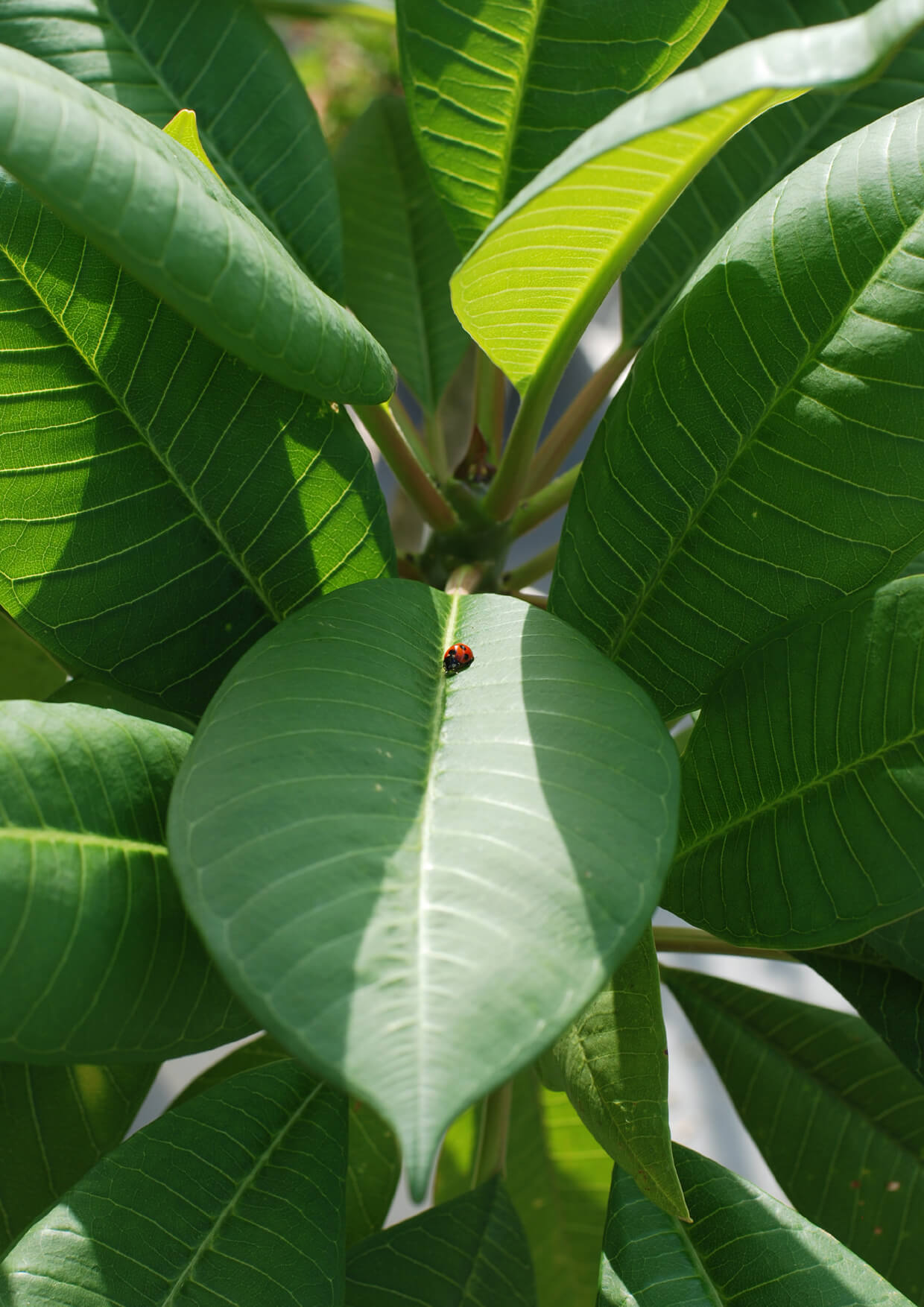 plumeria-Nov.2019-2.jpg