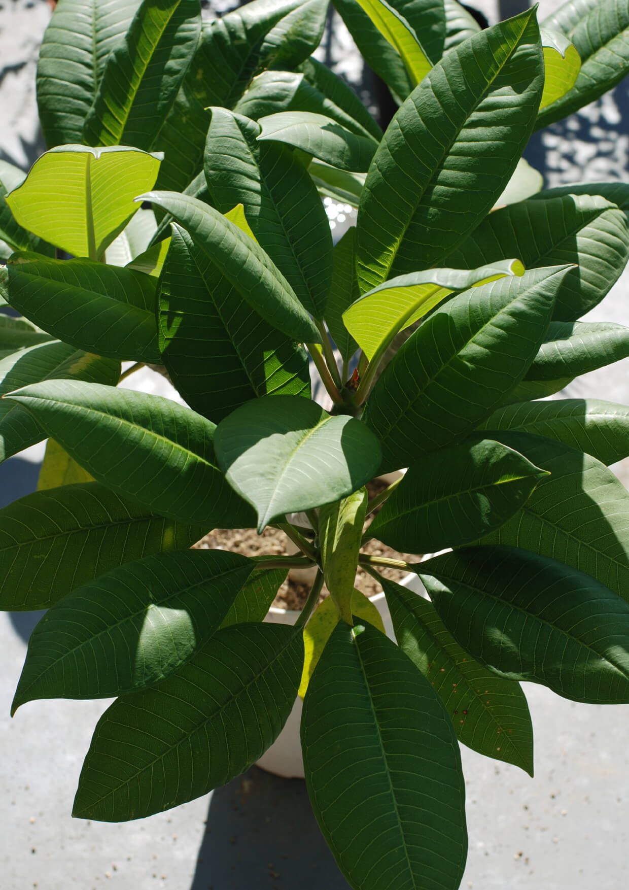 plumeria-Nov.2019-3.jpg