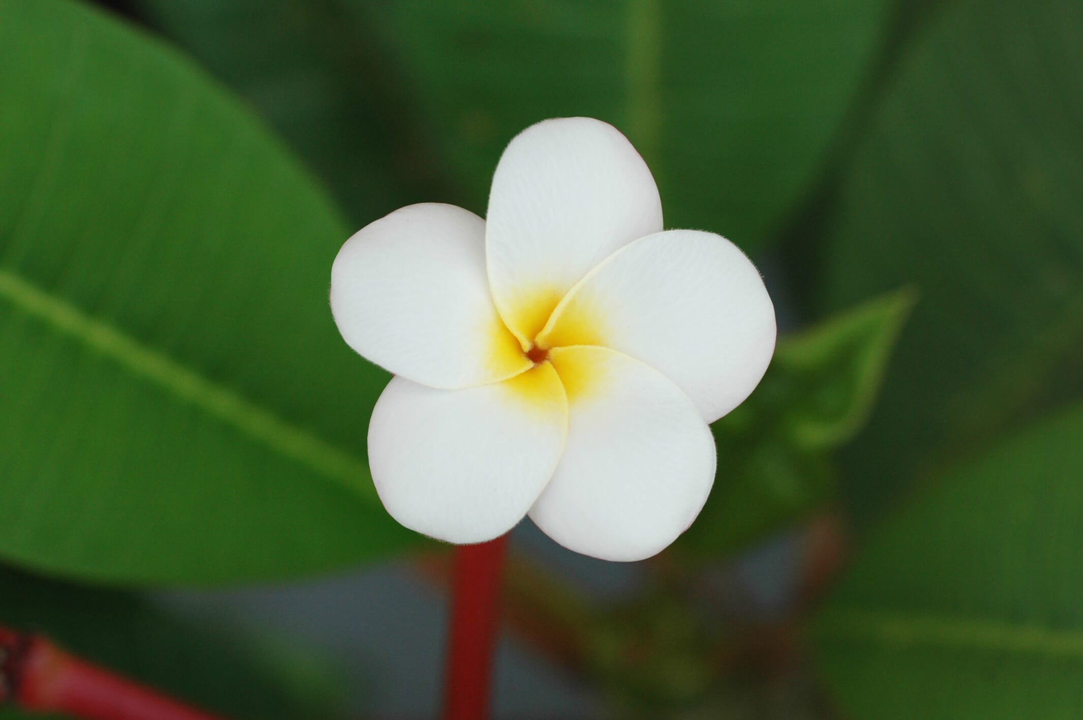 plumeria-july-2020-01.jpg