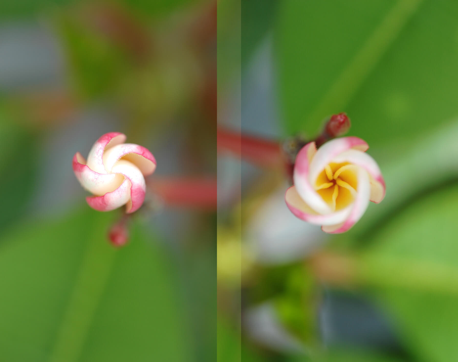 plumeria-july-2020-02.jpg