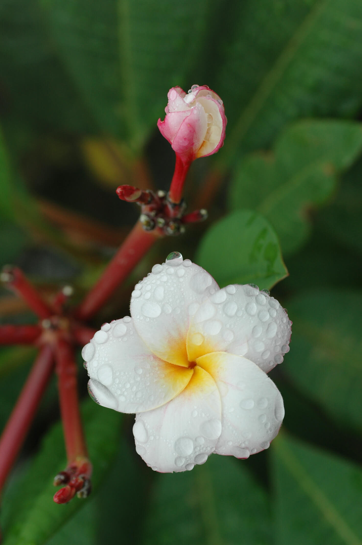 plumeria-july-2020-03.jpg