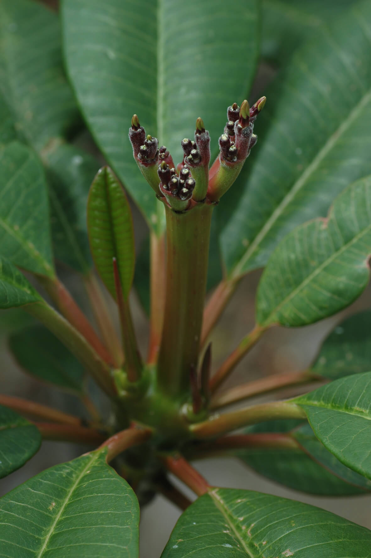 plumeria-july-2020-04.jpg
