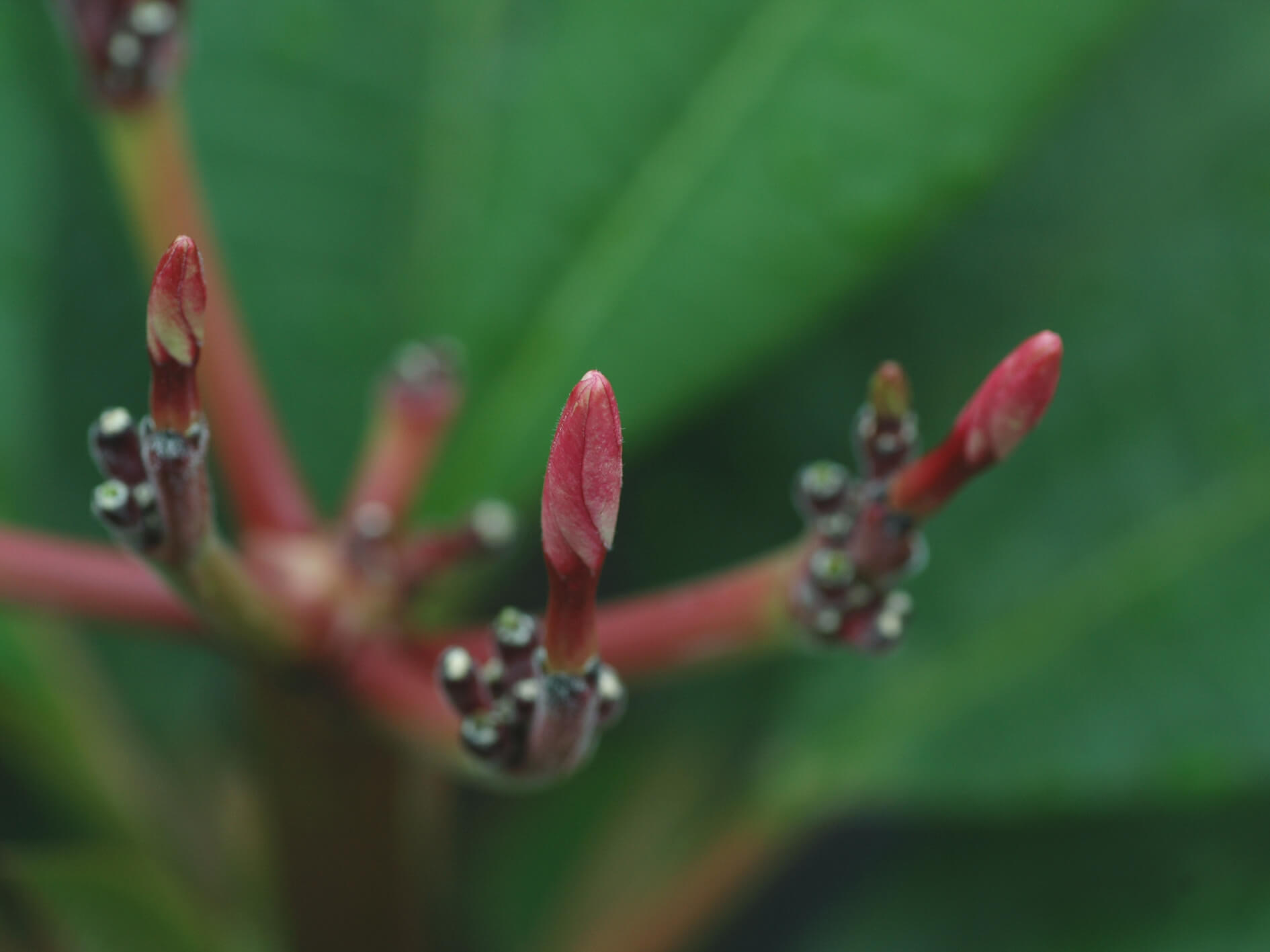 plumeria-july-2020-05.jpg