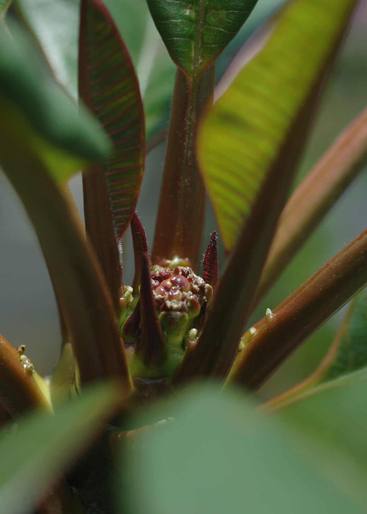 plumeria-july-2020-06.jpg